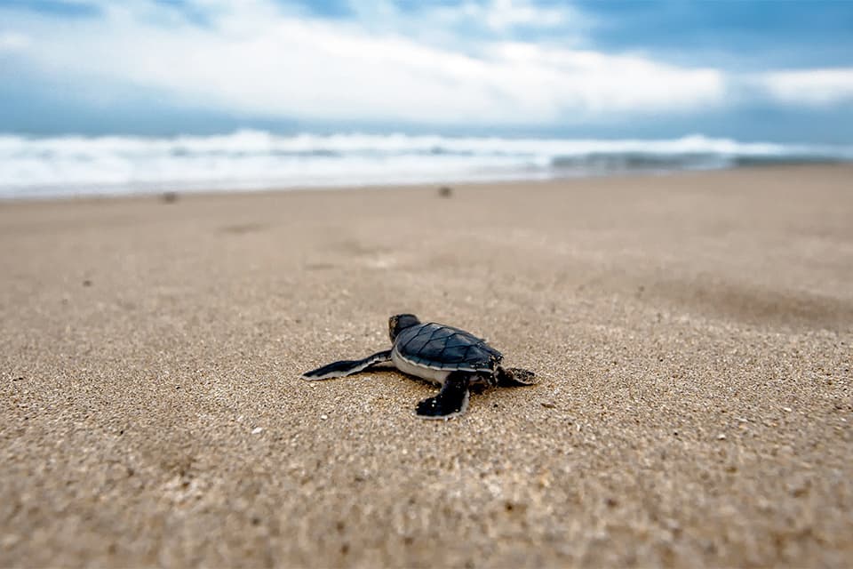 Vorschaubild (Einsame Baby-Schildkröte an einem weiten Sandstrand, im Hintergrund das Meer und Wellen vor blauem Himmel) vom Seminar "Selbstfwirksamkeit und Vertrauen" 2025 – mit Lissi Reitschuster (MANEMO eG)